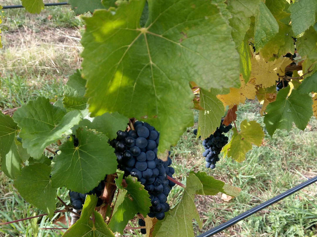 Lythgo's Row Bespoke Tours-Pontville必去景点