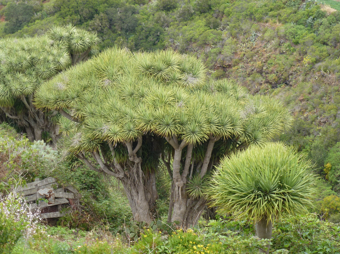 Mirador de La Tosca景点图片