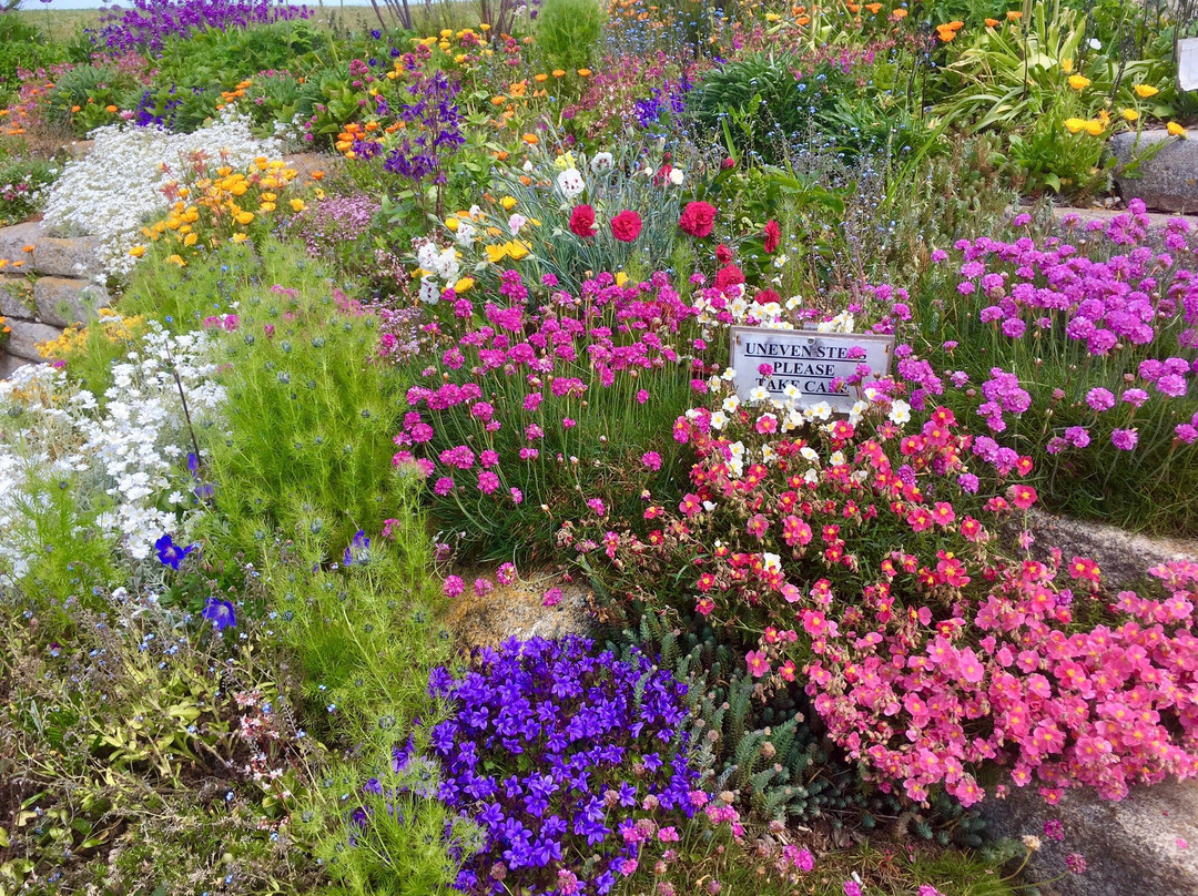 Sandown Castle Community Garden景点图片