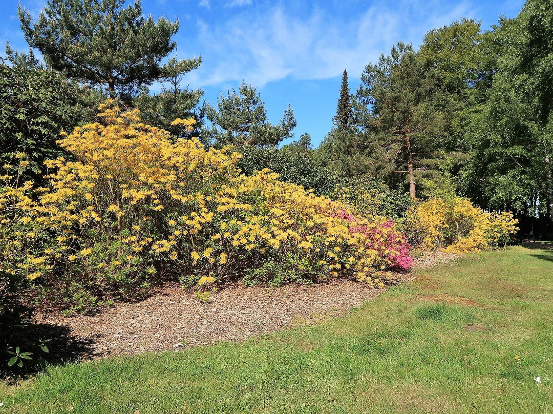 Rhododendronpark景点图片