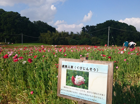 Poppy Happy Square-鸿巢市必去景点