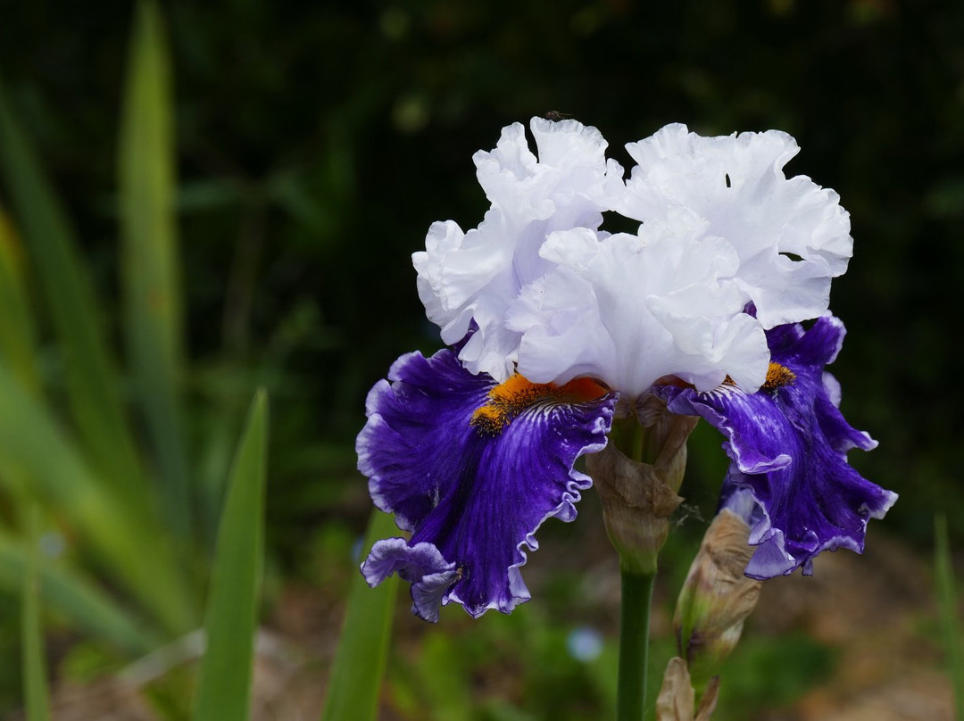 Les Iris du Grand Barbu景点图片