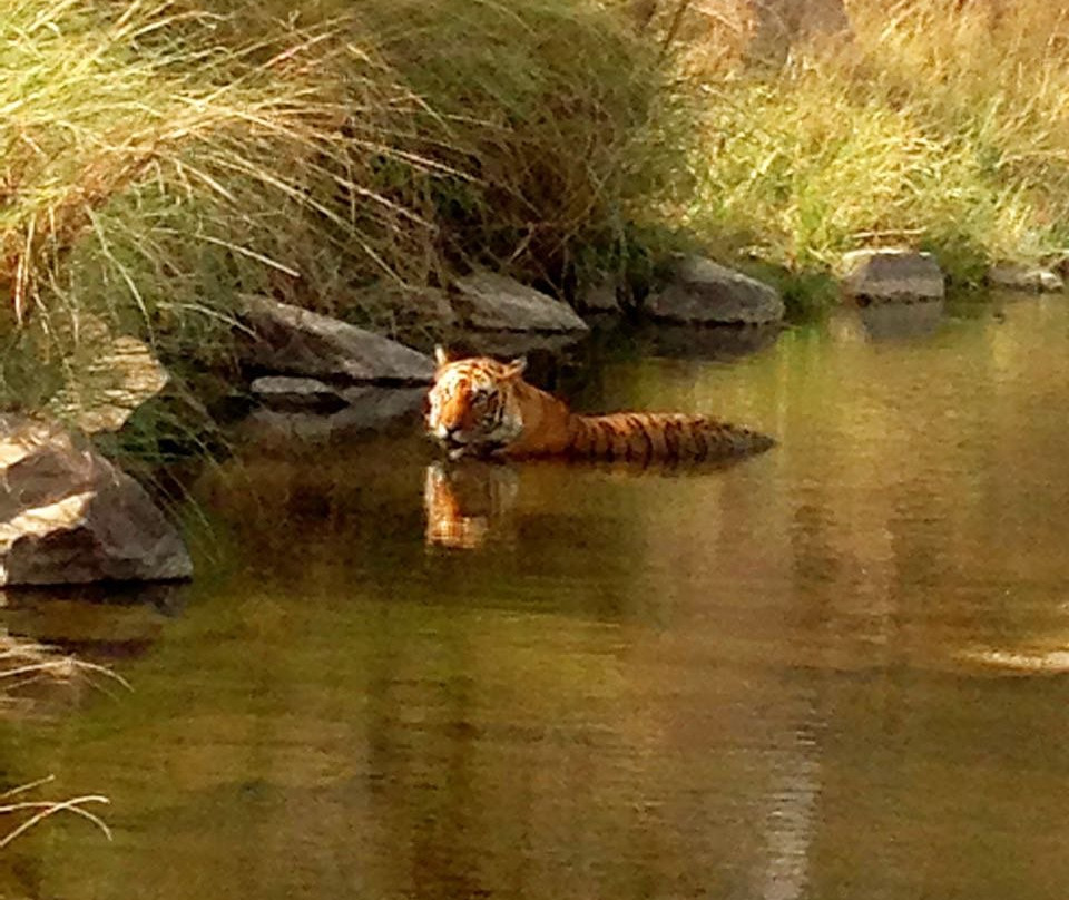 Sariska National Park景点图片