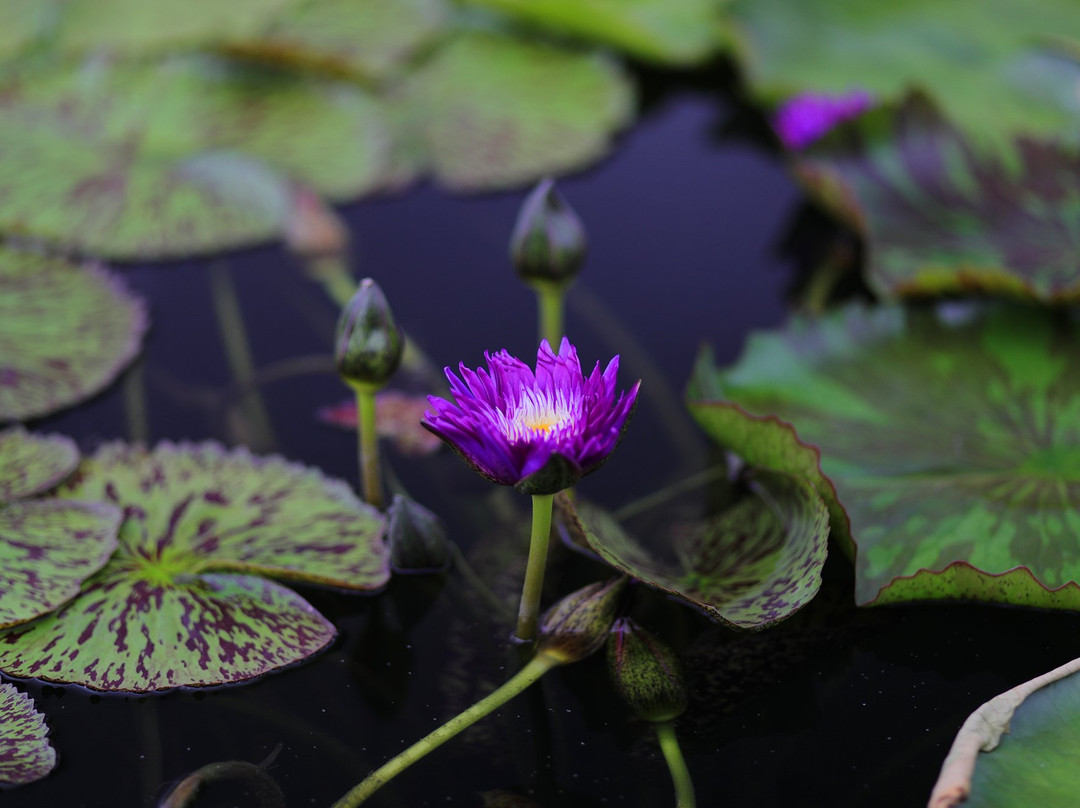 The International Waterlily Collection景点图片