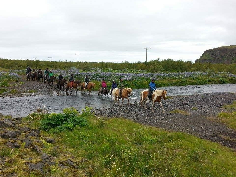 Horse rental Ytri-Skógar景点图片