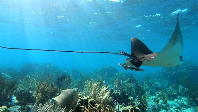 Island Breeze Charters Cayman-大开曼岛必去景点