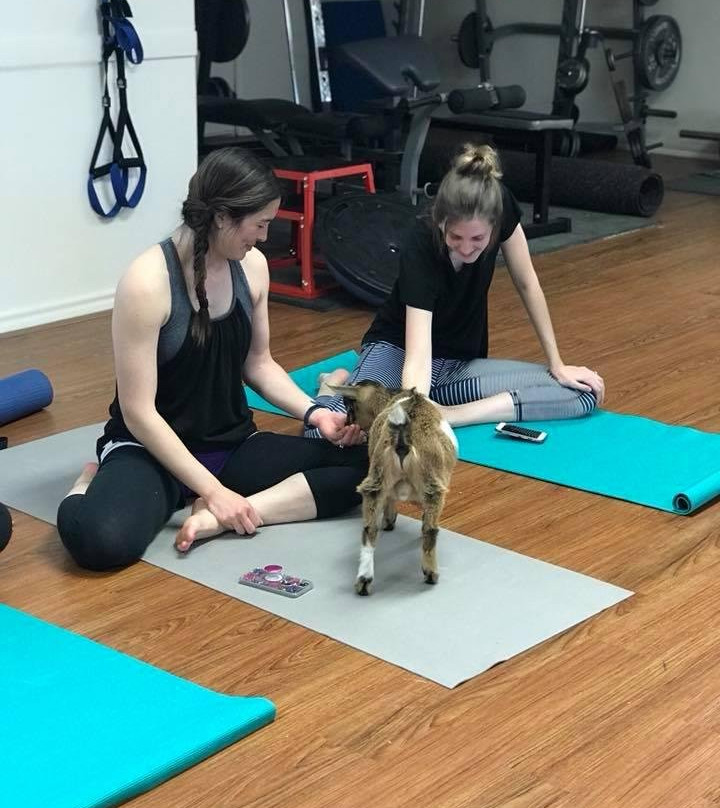 Waco Goat Yoga-韦科必去景点