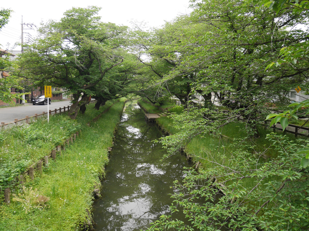 Shingashi River Cherry Blossoms景点图片
