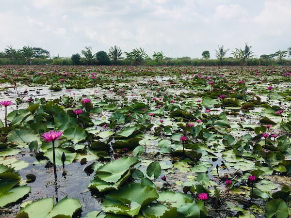 Red Lotus Floating Market景点图片