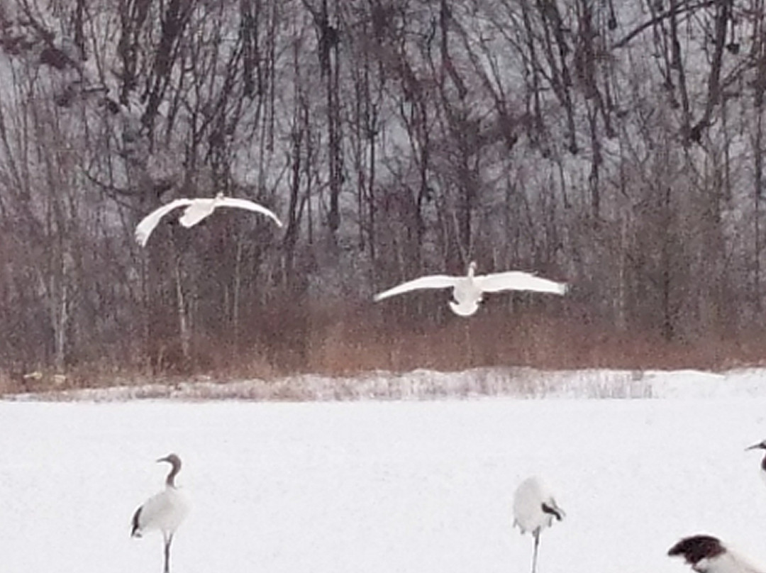 Tancho Crane Observation Center景点图片