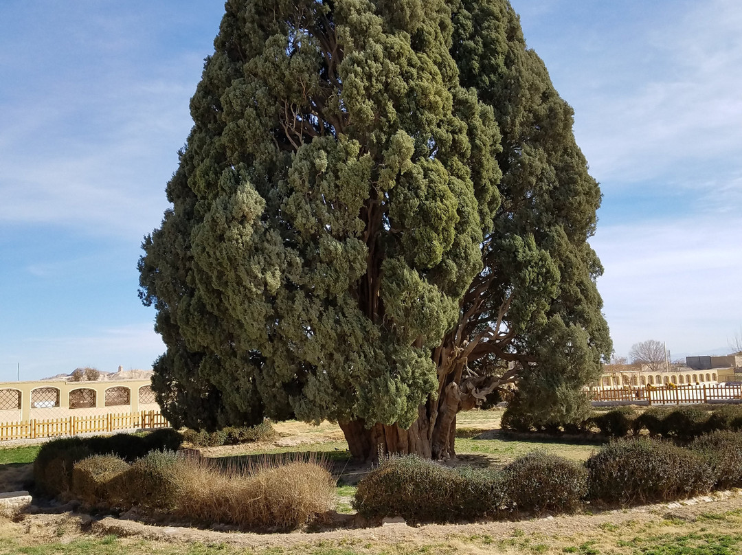 Cypress of Abarkuh景点图片