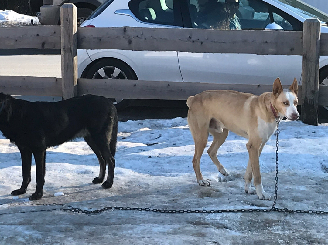 Athabaska Dogsledding - Scuola di Sleddog景点图片