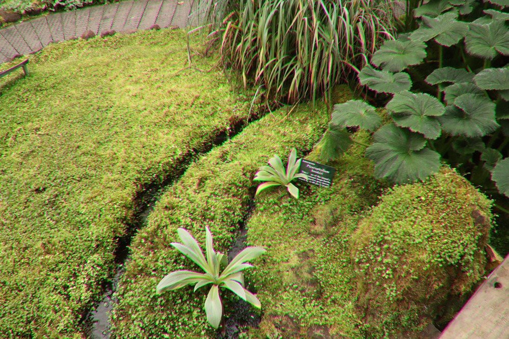 Sub-Antarctic Plant House-霍巴特必去景点