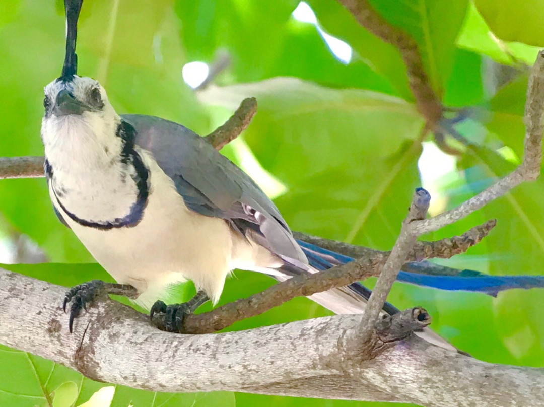 Bird Guide Cornelio景点图片