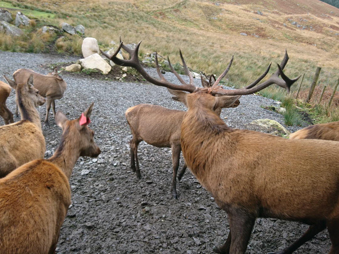 The Galloway Forest Park Red Deer Range景点图片