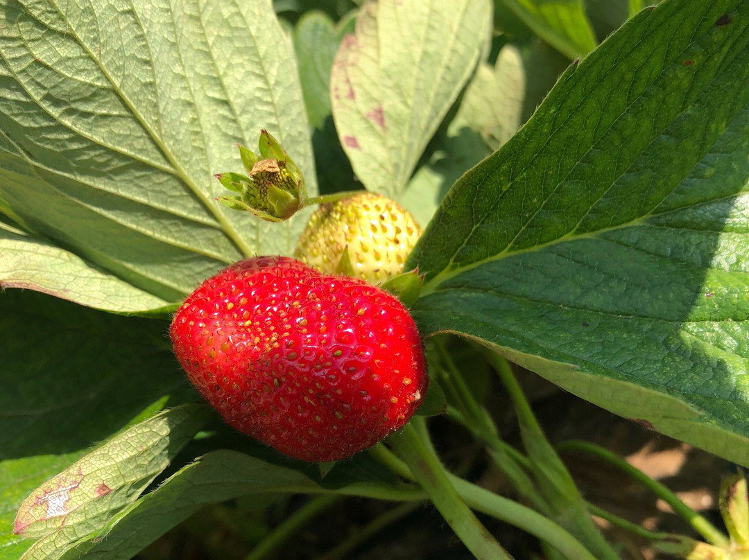Warbington Farms-卡明必去景点