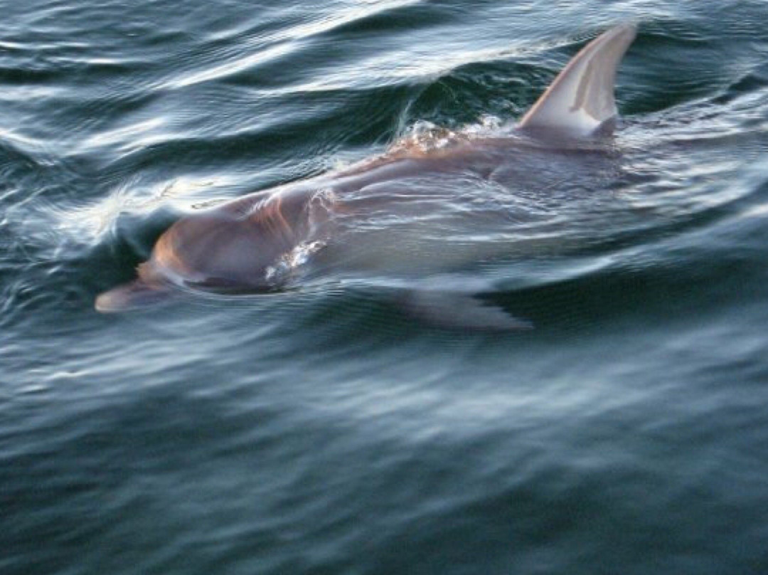 Whyalla Marina-Whyalla必去景点