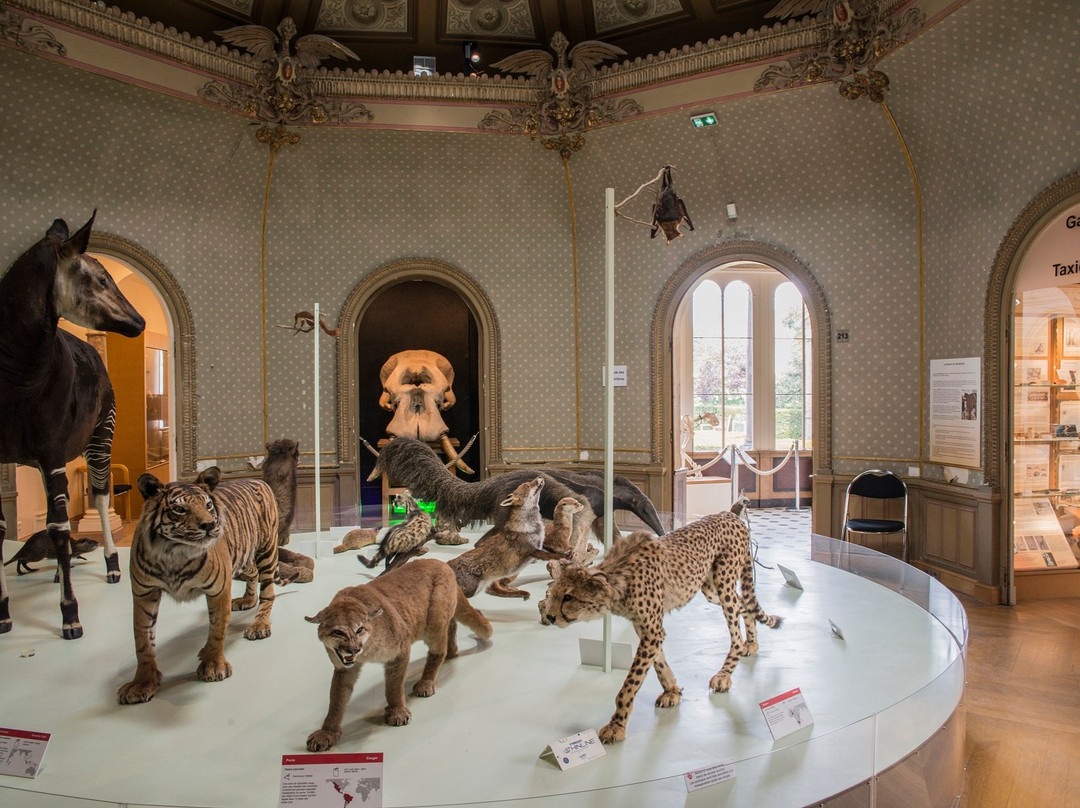Museum des Sciences Naturelles景点图片