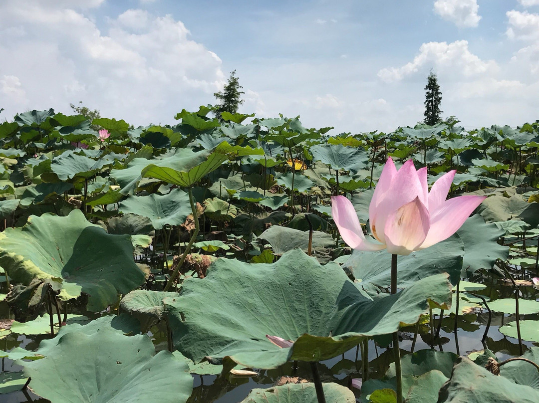 鹤山古劳水乡-鹤山市必去景点