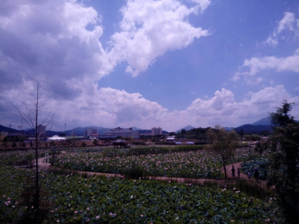 Haman Lotus Theme Park-咸安郡必去景点