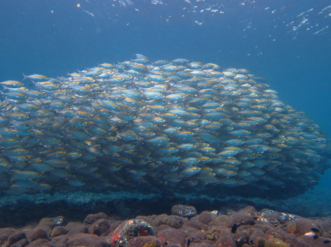 Mama Dive Amed-艾湄湾必去景点