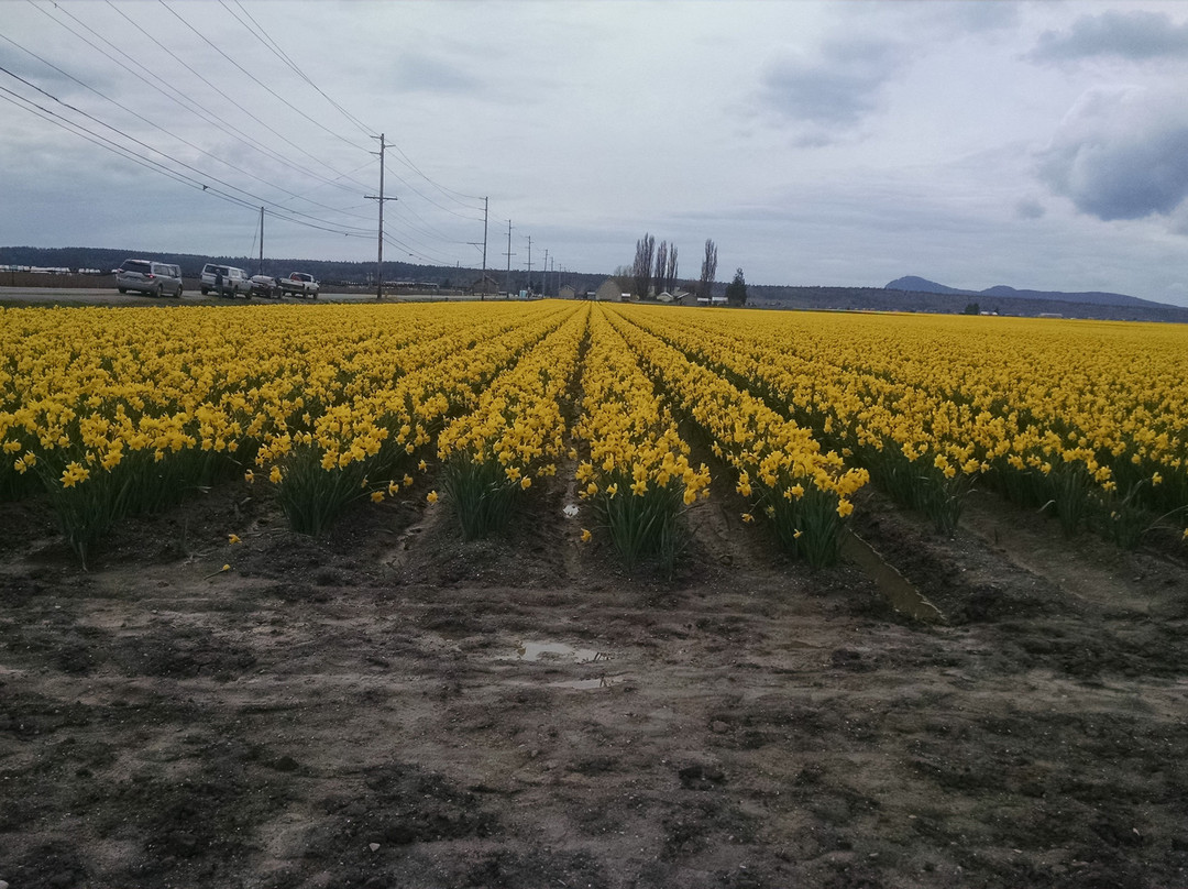 Tulip Town-弗农山必去景点