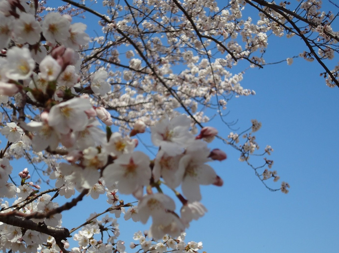 Arakawa Akabane Cherry Blossoms-北区必去景点