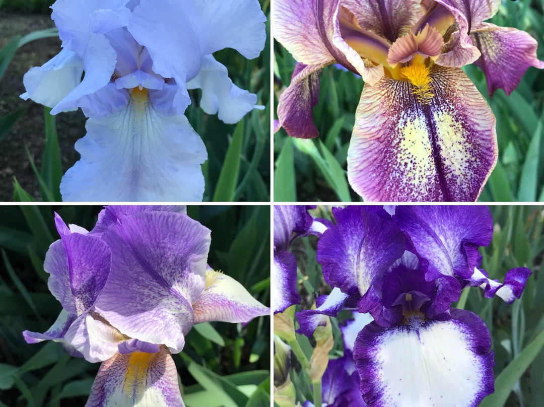 Presby Iris Gardens-Upper Montclair必去景点
