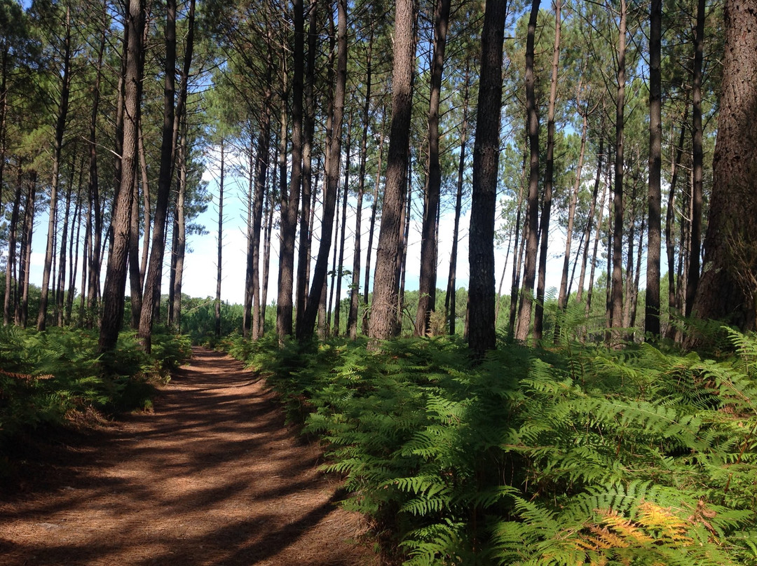 Les Arums de Sanguinet主图