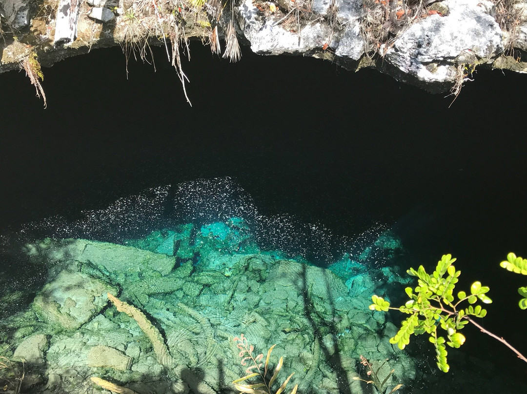 Mangrove-弗里波特必去景点