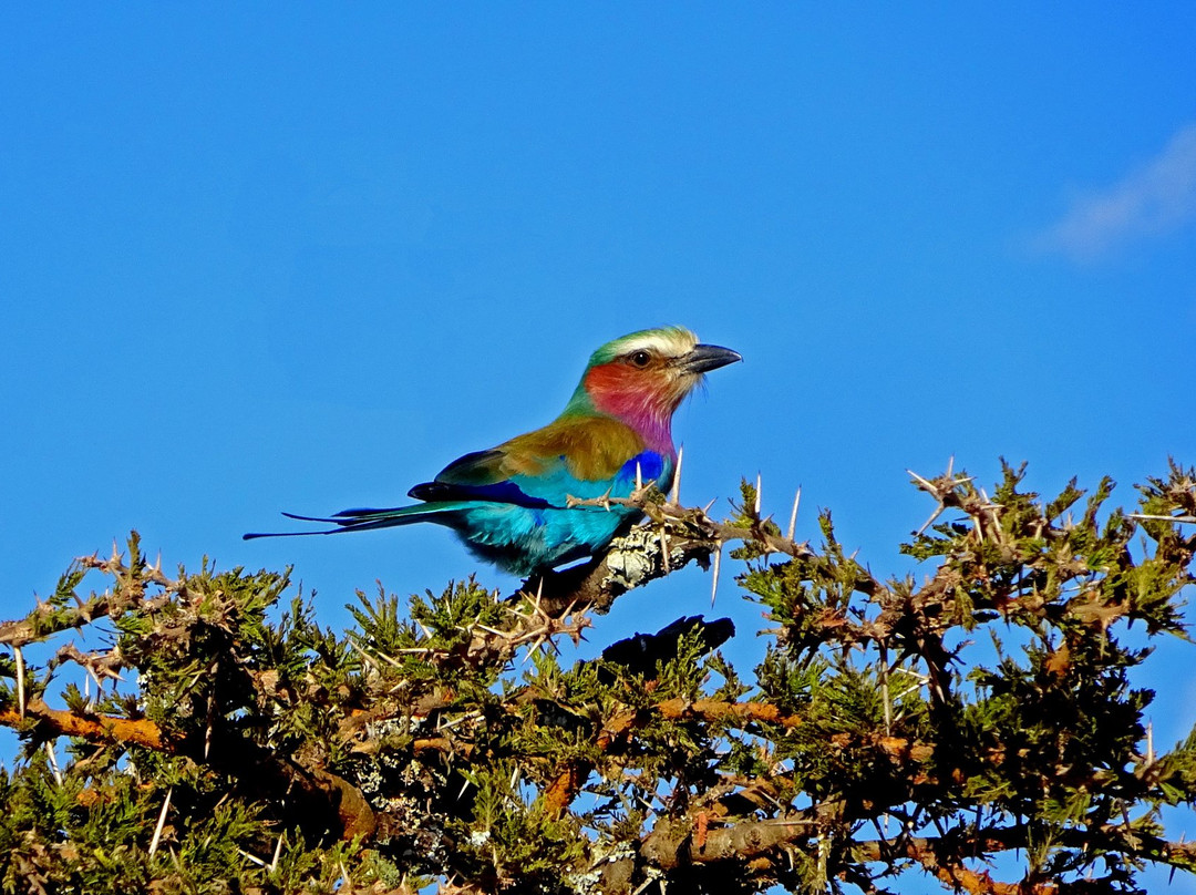 Ekorian's Mugie Camp主图