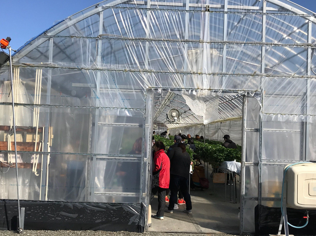 Hakuryuko Tourism Orchard-三原市必去景点