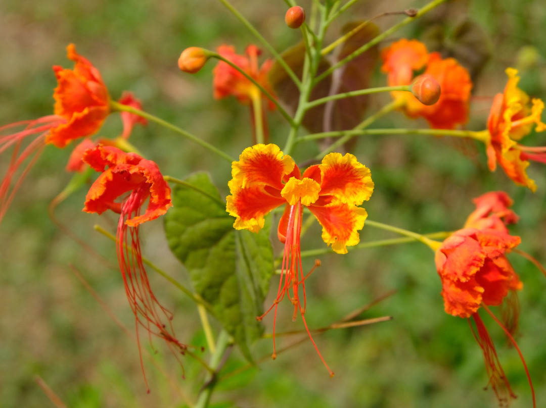 Green Zion Garden Ecolodge主图