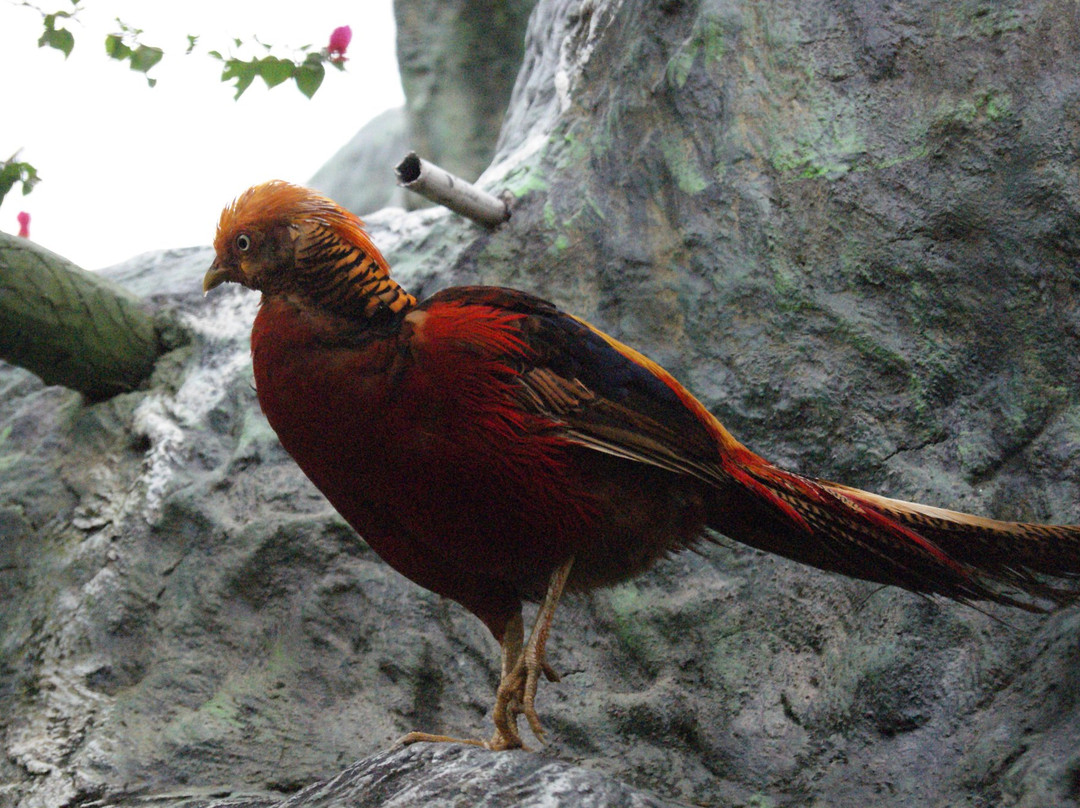 The Doppel Mayer Cable Car-头顿必去景点