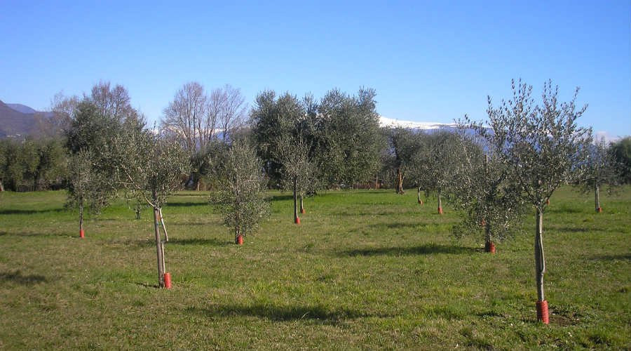 Agriturismo la Scala主图