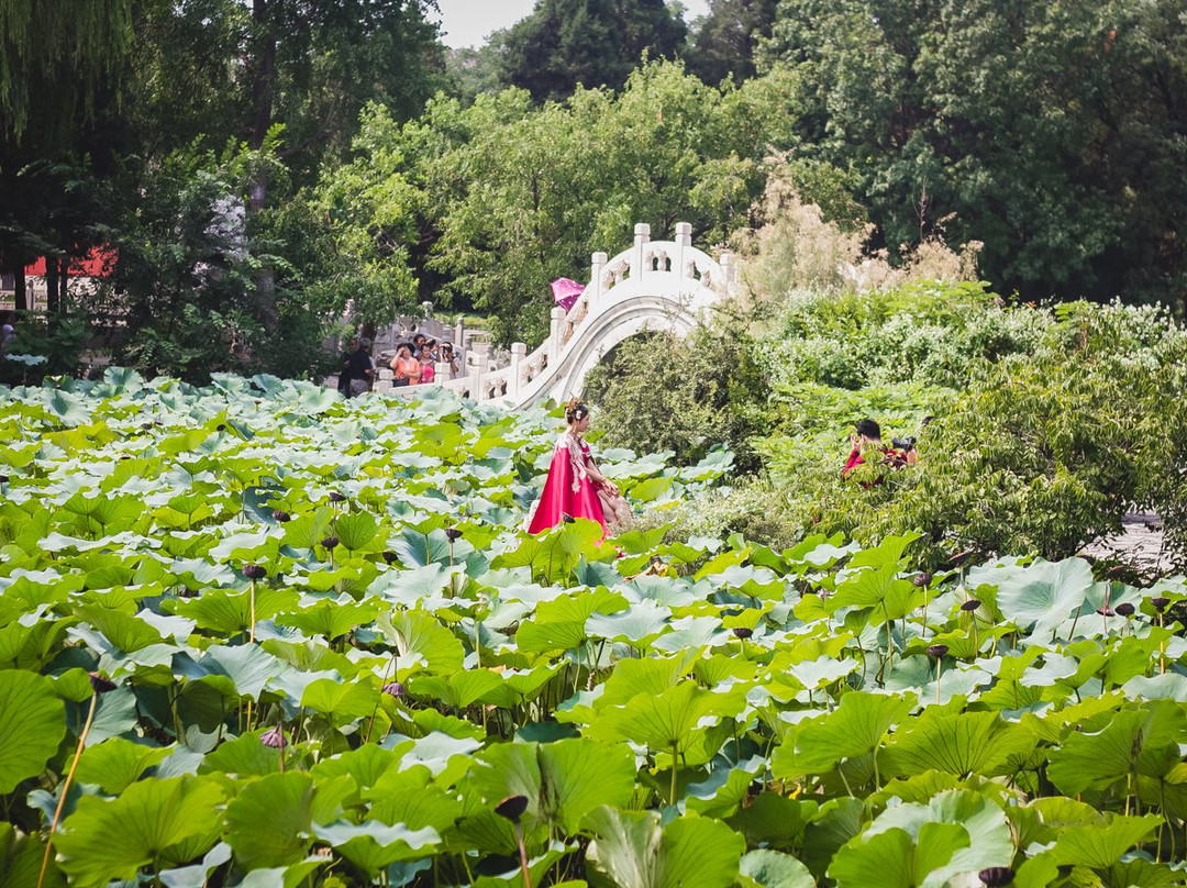 古莲花池景区景点图片