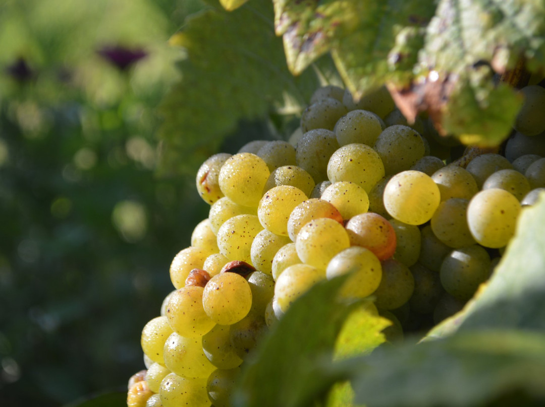 Domaine Jeremie Huchet景点图片