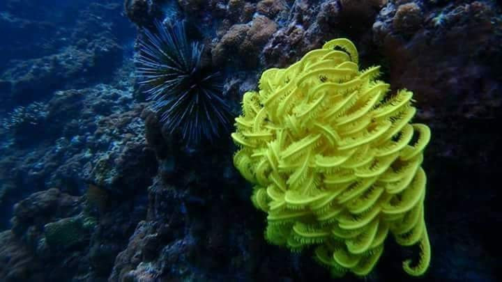 St. Luke Snorkeling Day Trip-丹老群岛必去景点