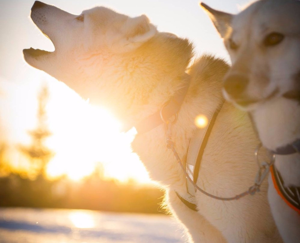 Spruce Island Husky景点图片