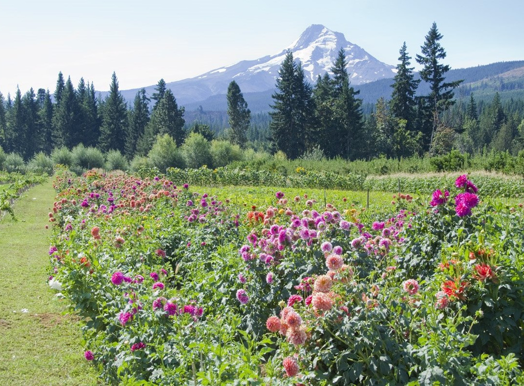 Mt. View Orchards-Parkdale必去景点