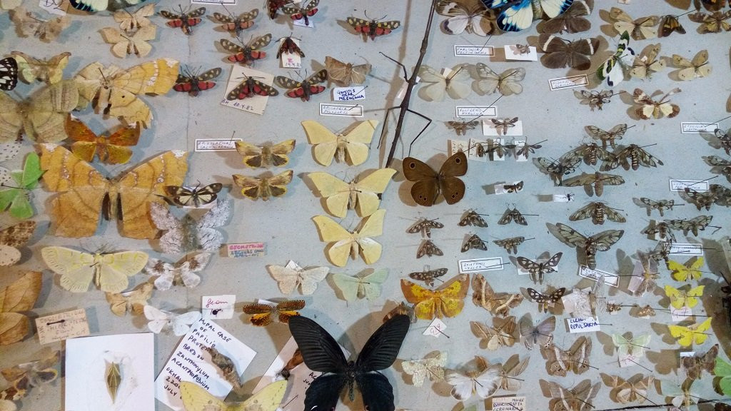 Butterfly Research Centre and Fundraiser Cafe景点图片