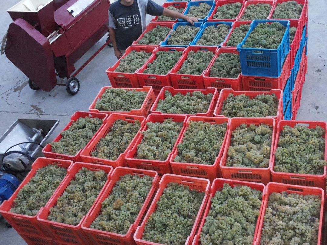 Azienda Vitivinicola Veglio Giovanni & Figli景点图片