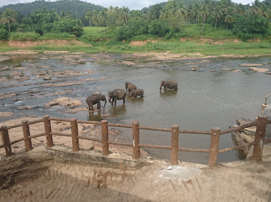 Pinnawala Jumbos-凯格勒 必去景点