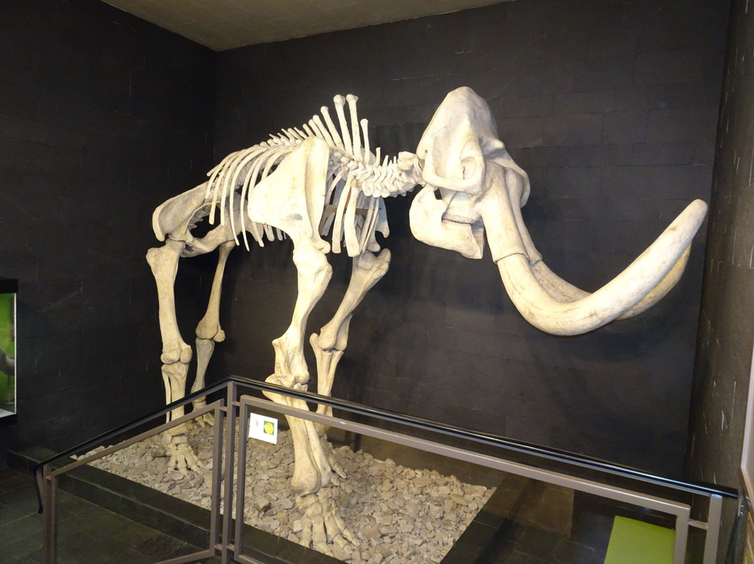 Urmensch Museum景点图片