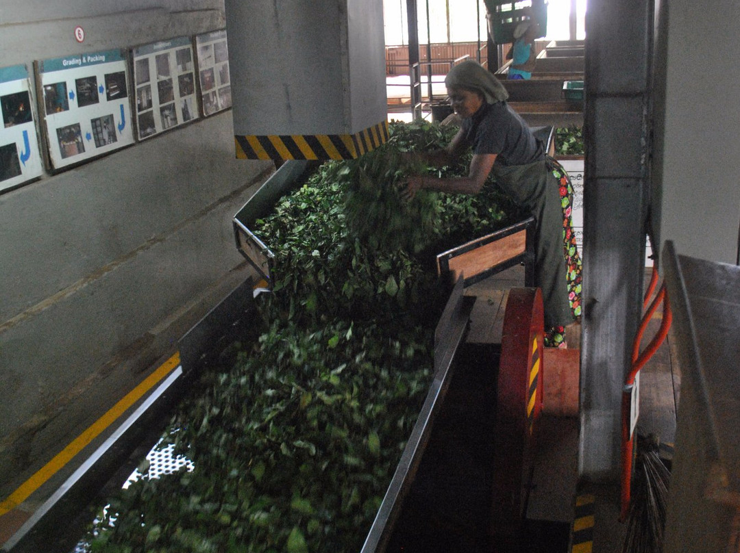 Orange Field Tea Factory景点图片