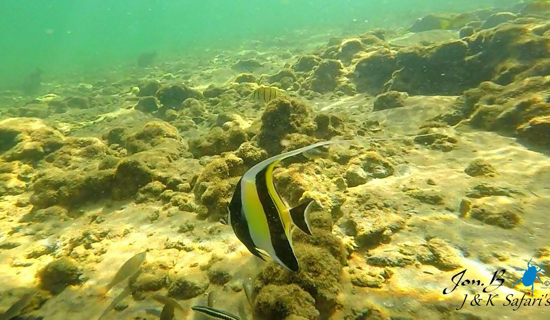 J and K Safaris-圣露西亚必去景点