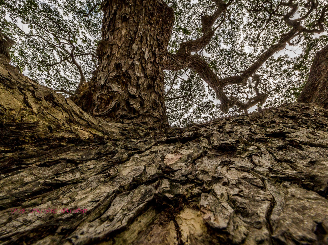 Centennial Tree景点图片