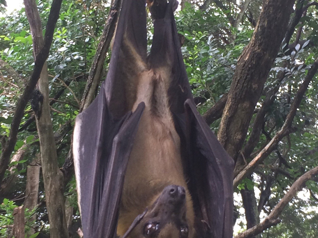 Kumasi Zoo-库马西必去景点