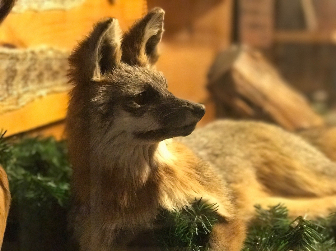 Creation Museum景点图片