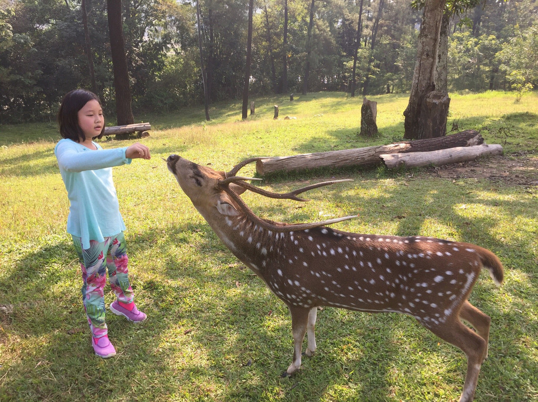 Penangkaran Rusa Cariu-茂物必去景点